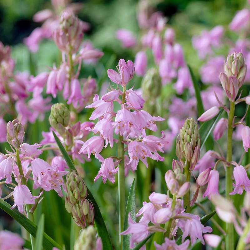 Spansk Scilla 'Dainty Maid'